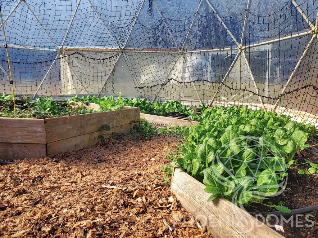 Phoenix Domes Dome Greenhouse Dome | Clear Geodesic Dome | Phoenix Domes