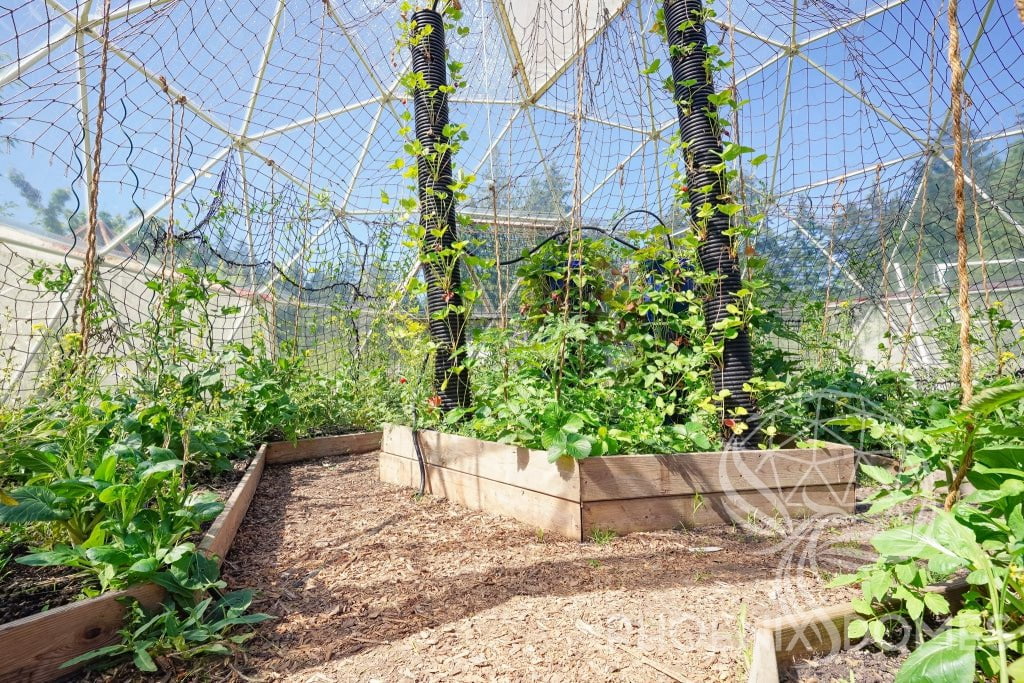Phoenix Domes Dome Greenhouse Dome | Clear Geodesic Dome | Phoenix Domes