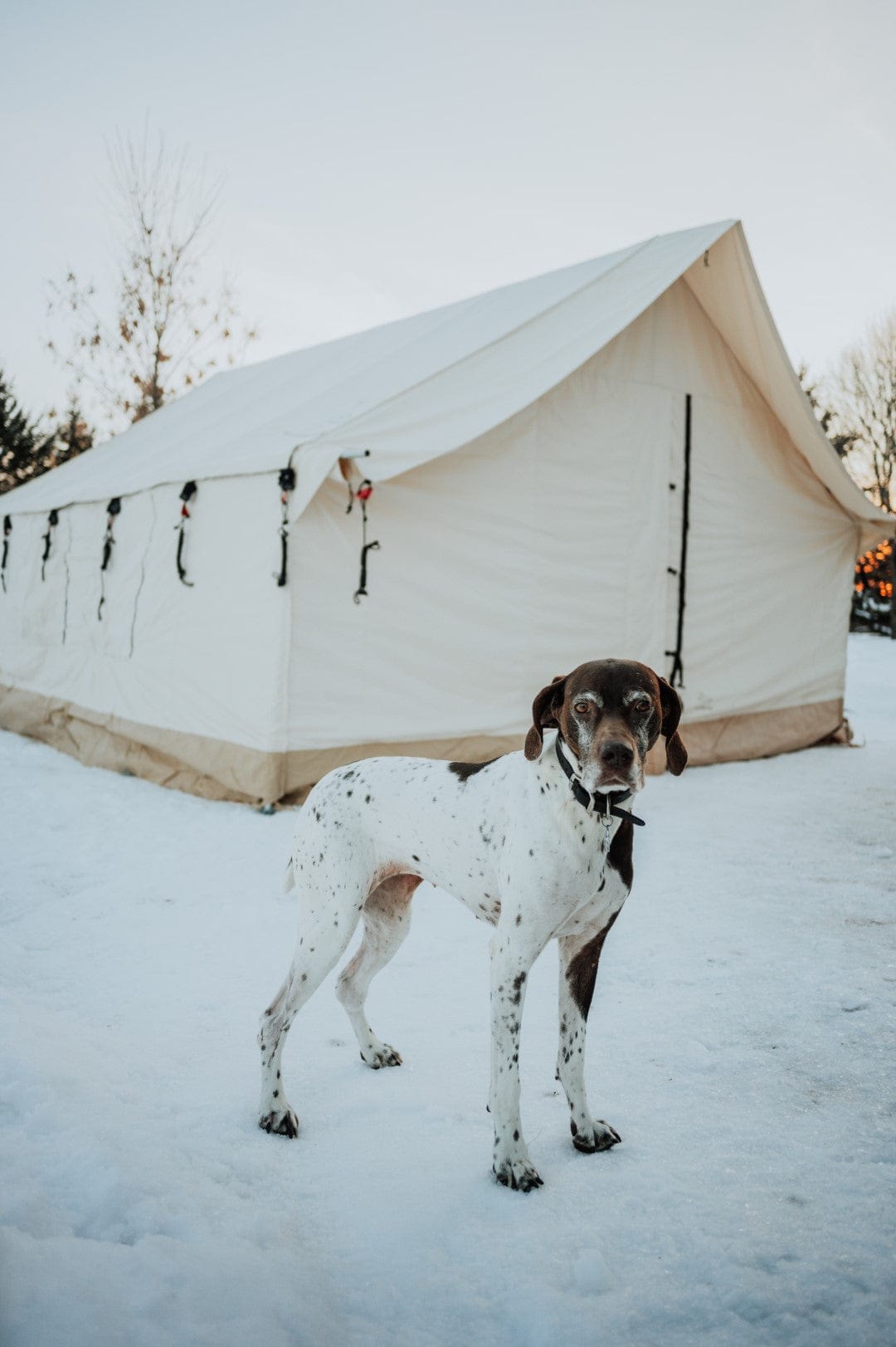 White Duck Outdoors Canvas Tent White Duck Outdoors Alpha Canvas Wall Tent
