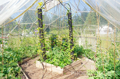 Phoenix Domes Dome Greenhouse Dome | Clear Geodesic Dome | Phoenix Domes