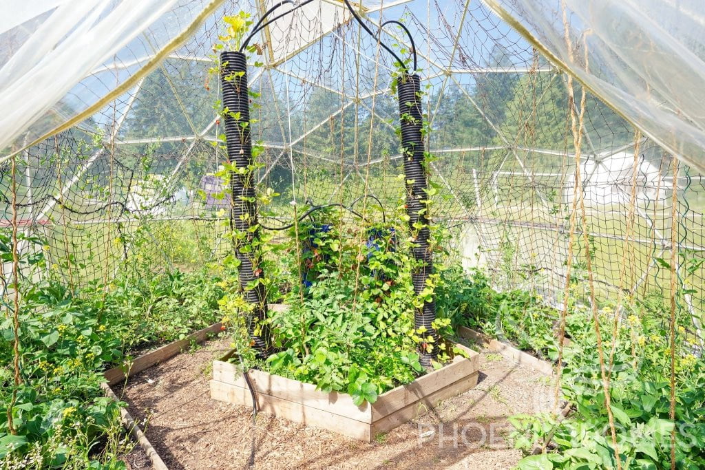 Greenhouse Dome | Clear Geodesic Dome
